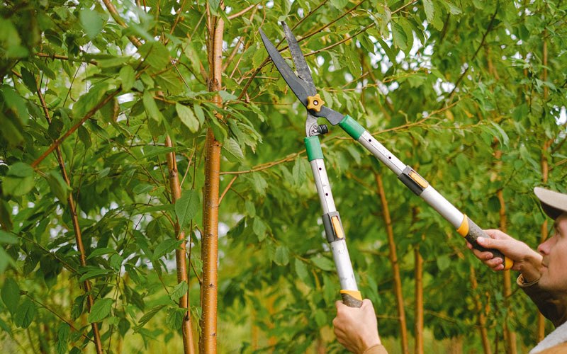 Tree trimming in Bridport, VT