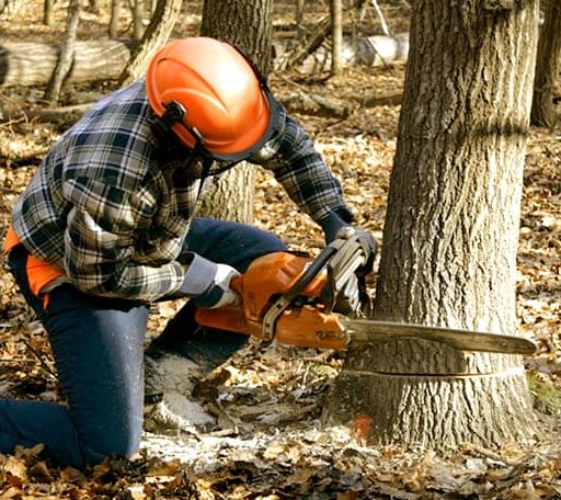 Tree Removal in Bridport, VT